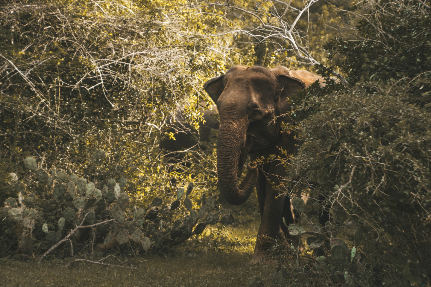 ADEVENTURE WILED SAFARI