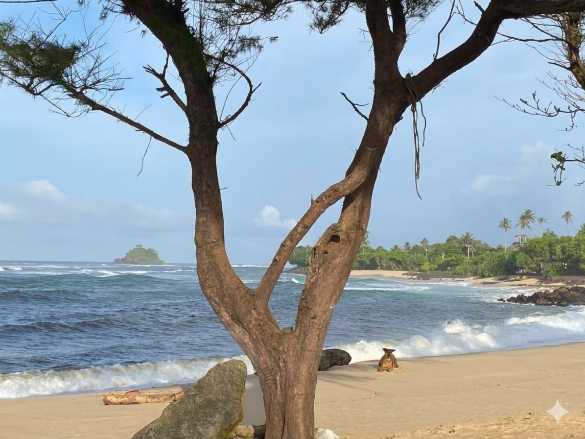 03 Days Southern Ceylon Costal Serenity Tour